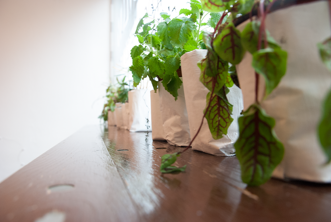 The picture is showing the installation Plantasylum by the artist Sandra Miriam Ehlen
