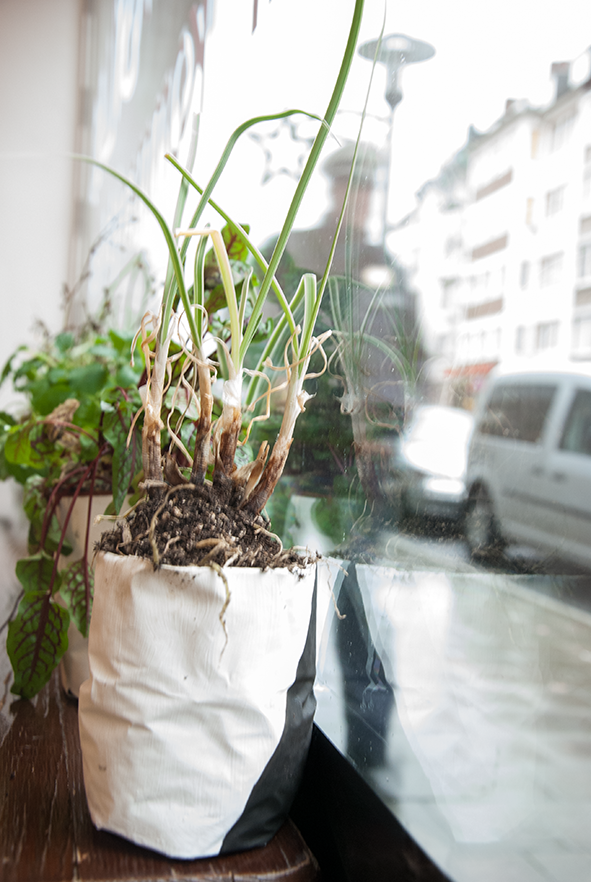 The picture is showing the installation Plantasylum by the artist Sandra Miriam Ehlen